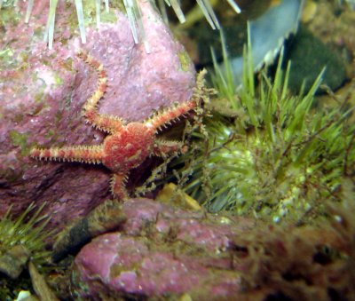 Juvenile Brittle Star