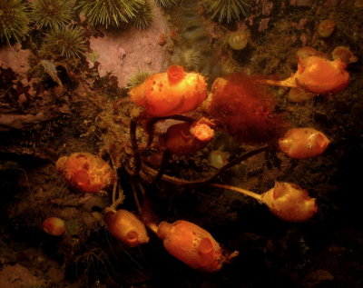 Stalked Tunicates