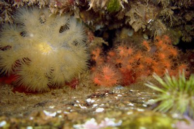 Frilled Anemone and Red Soft Coral
