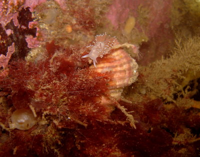 Red Gilled Nudibranch on Whelk