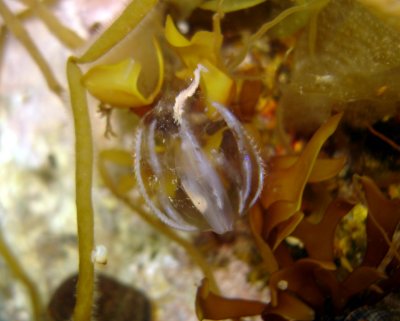 Sea Gooseberry
