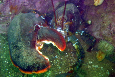 Lobster missing it's cutting claw, but what a massive crusher claw