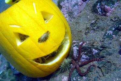 The Brittle Star wanted my pumpkin!