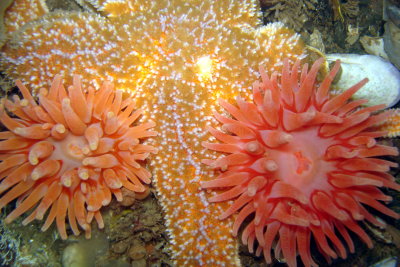 Star Fish and Anemones