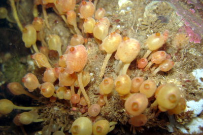 Sea Grapes