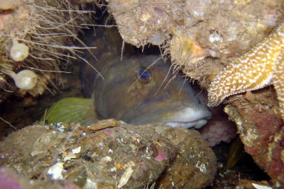 Ocean Pout guarding a nest of eggs