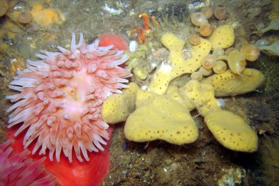 Anemone and Palmate Sponge