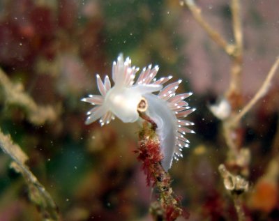 Red-Gilled Nudibranch