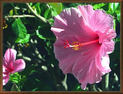 Easter Hibiscus