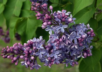 Afternoon Lilacs