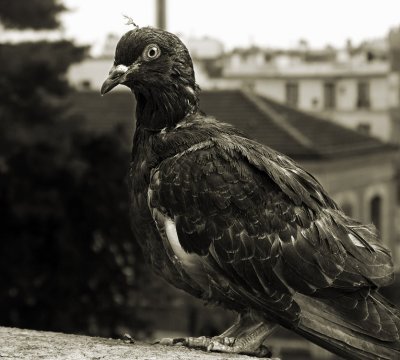 colombe parisien