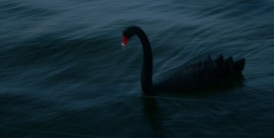 Black Swan