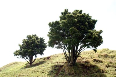 Tree on Mt. Eden