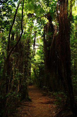 Rainforest Track