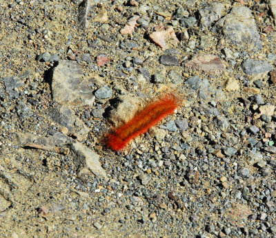 Fuzzy Red Capterpillar