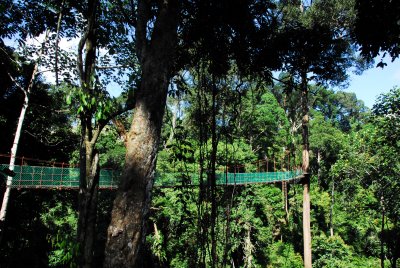 Canopy Walk at Borneo Rainforest Lodge