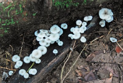 White Fungi