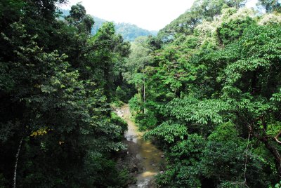 Danum Valley Rainforest