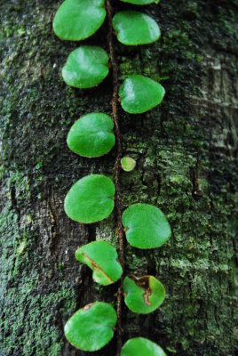 Tree Vine