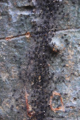 Column of Termites on Honey Tree