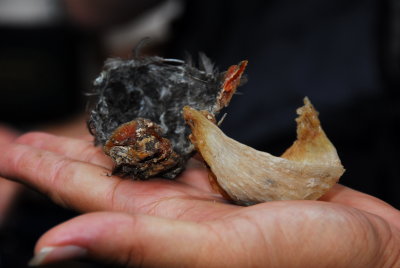 Birdnest Highly Prized by Chinese