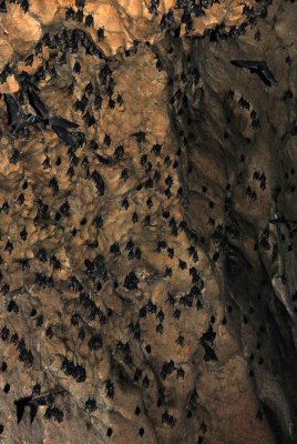 Bats Resting in Cave