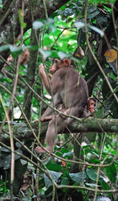 Macaques