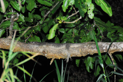 Monitor Lizard Sleeping on Branch