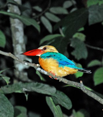 Stork Billed Kingfisher