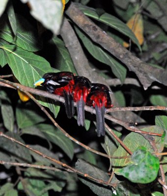 Three Broadbills Sleeping