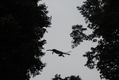 Monkey Flying