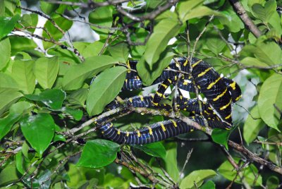 Mangrove Snake