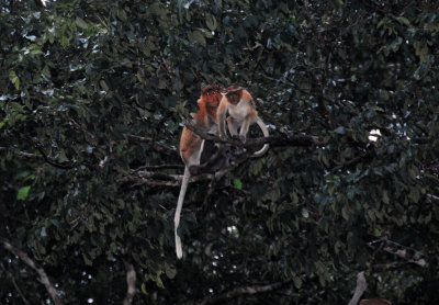 Proboscis Monkeys