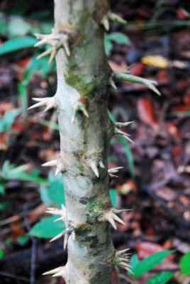 Protective Spikes on Rattan Plant