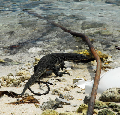 Monitor Lizard - Selingan Island