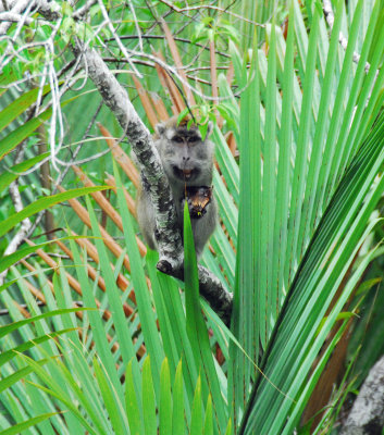 Macaque Peaking Through the Palm