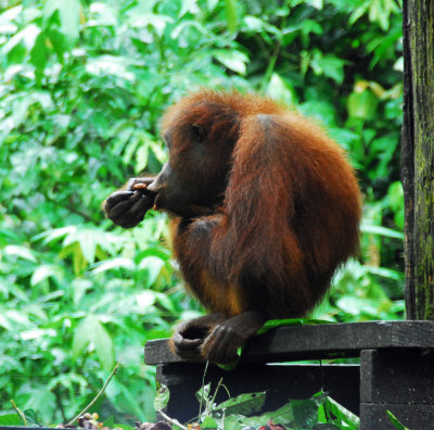 Orangutan at Sepilok Orangutan Sanctuary
