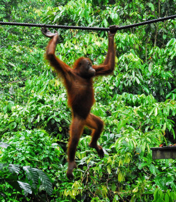 Orangutan on the Move