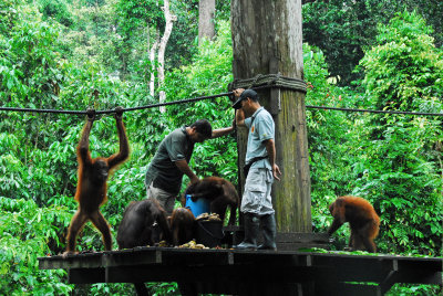 Orangutans and Rangers