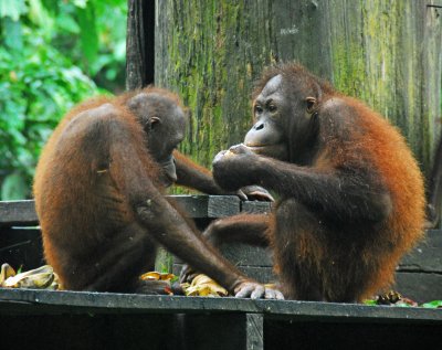 Orangutan Buddies