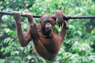 Orang Hanging Out