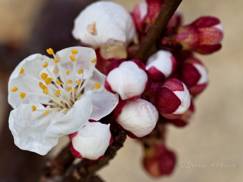 Apricot Blossom_0506.jpg