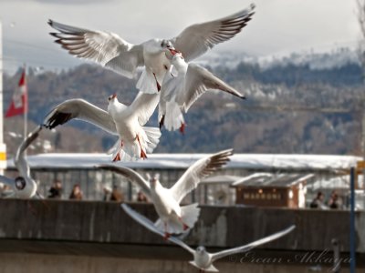 Seagulls in Lucerne/Luzern_5441.jpg