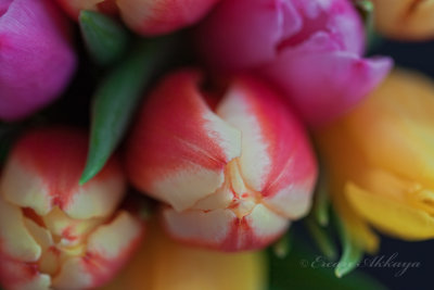 Tulips_5485.jpg