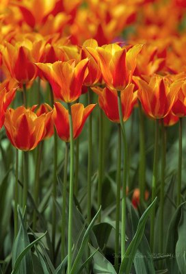 Tulips_1881.jpg