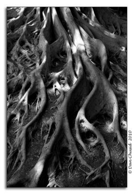 Banyon Tree Roots