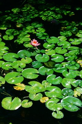 Upscale Amphibian Neighborhood