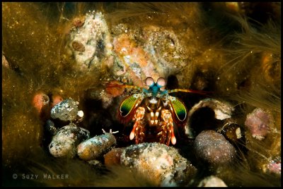 colourful mantis shrimp
