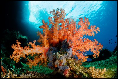 sprig of soft coral