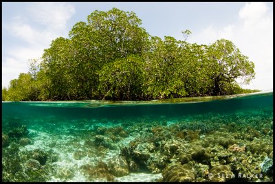 Mangrove Under-Over - coral garden